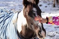 caressing nature, horse