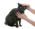 Caressing old black cat Royalty Free Stock Photo