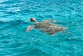 Caretta caretta swimming