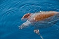 Caretta Caretta swimming close