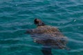 Caretta caretta turtle swim in the bay Laganas, Zakynthos, Greece