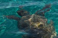 Caretta caretta turtle swim in the bay Laganas, Zakynthos, Greece