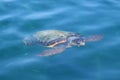 Caretta loggerhead sea turtle