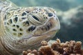 Caretta turtle close up portrait