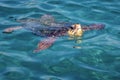 Caretta Caretta Turtle from Zakynthos