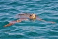 Caretta Caretta Turtle from Zakynthos