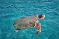 Caretta Caretta Turtle from Zakynthos