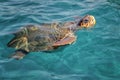 Caretta Caretta Turtle from Zakynthos