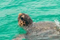 Caretta caretta turtle in Zakynthos island in Greece during a boat tour.