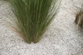 Carex albicans plants