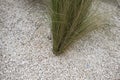 Carex albicans plants