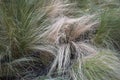 Carex albicans plants
