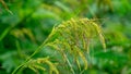 Carex baccans (crimson-seeded sedge). This plant is a species of flowering plant in the family Cyperaceae