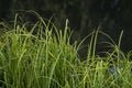 carex elata, Grashalme (syn. stricta), Tussock sedge grass near fiver nistru Dniester, Alliums Typha. rush (Butomus