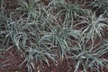 Carex everest in a garden