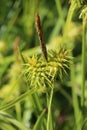 Carex flava - Wild plant shot in the spring