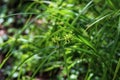 Carex flava. Yellow sedge, wild plant.