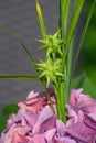 Carex grayi abstract flowering plant in full sun garden