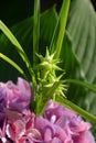 Carex grayi close-up in a summer flower bouquet