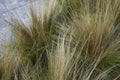 Carex, ornamental grass Royalty Free Stock Photo