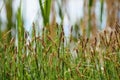 Carex hirta (or hammer sedge) on the shore of the pond Royalty Free Stock Photo
