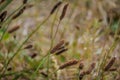 Carex limosa is a plant with red head and a long stem known also as shore sedge