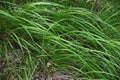 Carex morrowii Royalty Free Stock Photo
