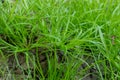 Carex muskingumensis, commonly called palm Muskingum sedge, small green grasses Royalty Free Stock Photo