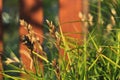 Carex muskingumensis Royalty Free Stock Photo