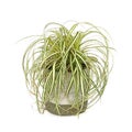 Carex oshimensis Evergold in pot Royalty Free Stock Photo