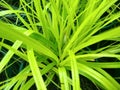 Carex oshimensis `Everillo` Royalty Free Stock Photo