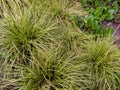 Carex oshimensis, the Japanese sedge ornamental grass