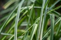 Carex pendula pendulous sedge also known as hanging, drooping