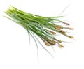 Carex or true sedges, caricology. Isolated on white background