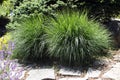 Carex commonly known as sedges perennial Royalty Free Stock Photo