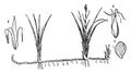 Carex vintage illustration