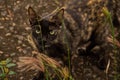 A carey cat among grass leaves.