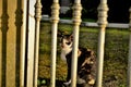 A carey cat looking out from behind the gate