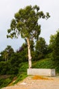 Cargo container next to a large eucalyptus.