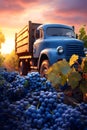 Cargo truck carrying blue wine grape fruit in a vineyard with sunset.