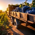 Cargo truck carrying blue wine grape fruit in a vineyard with sunset.