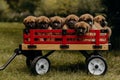 Cargo wagon containing multiple puppies, all of varying colors and breeds