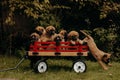 Cargo wagon containing multiple puppies, all of varying colors and breeds