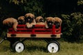 Cargo wagon containing multiple puppies, all of varying colors and breeds