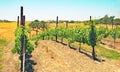 Carhartt Wineery: Grapes and Fertile Fields Royalty Free Stock Photo