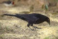 Carib Grackle (Quiscalus lugubris)