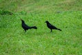 Couple of Carib grackle with berry in Castara on the Caribean Island Tobago