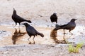 Carib Grackle