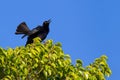 Carib Grackle sings in green ficus shrub