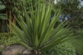 Caribbean Agave Angustifolia in the park